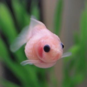 Meet your Posher, Autumn